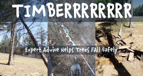 How Expert Advice Helped Safely Tackle a Tricky Tree Removal