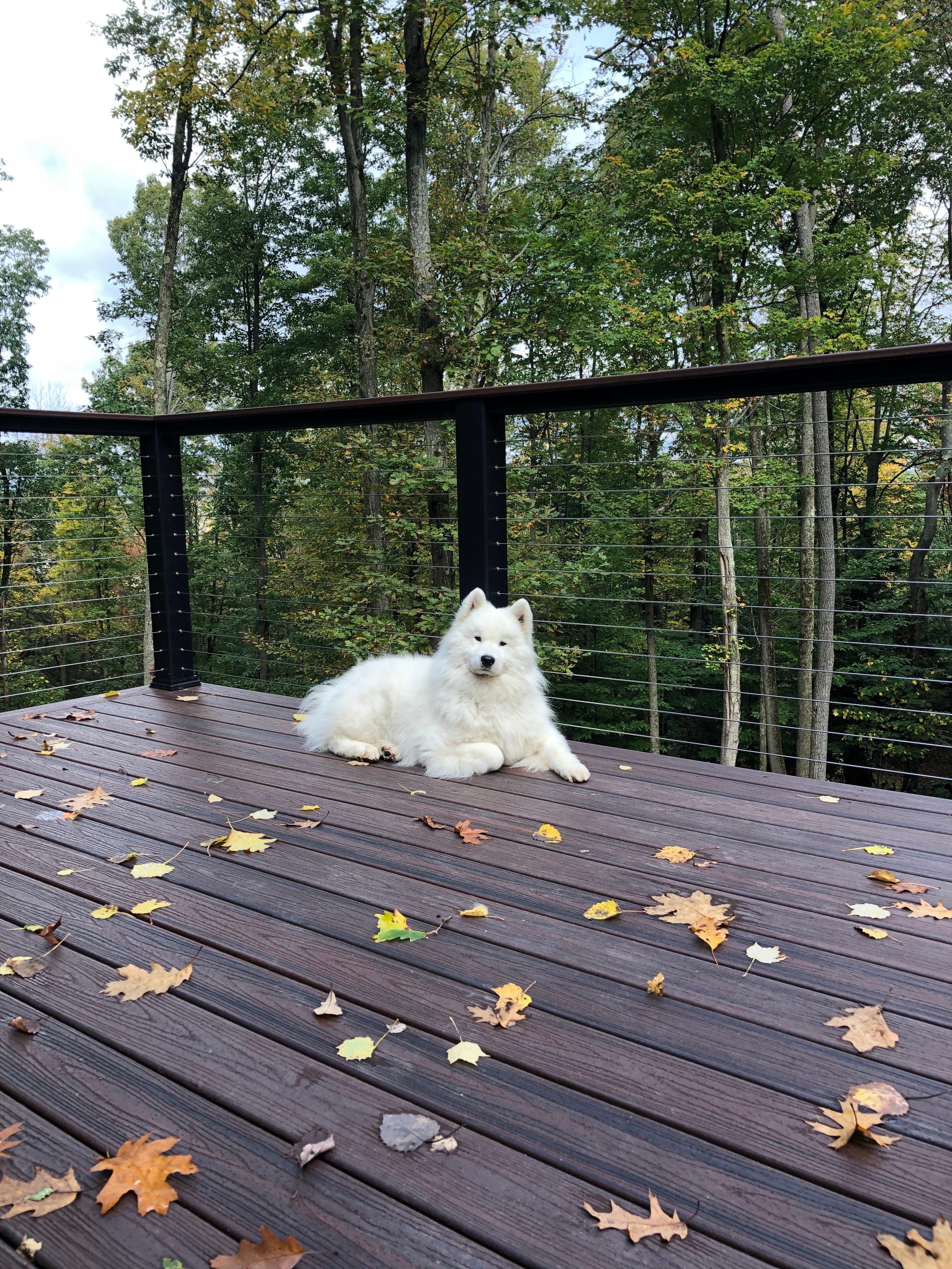 Dog on deck Dog on deck